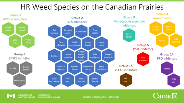 Weed Species On The Canadian Prairies