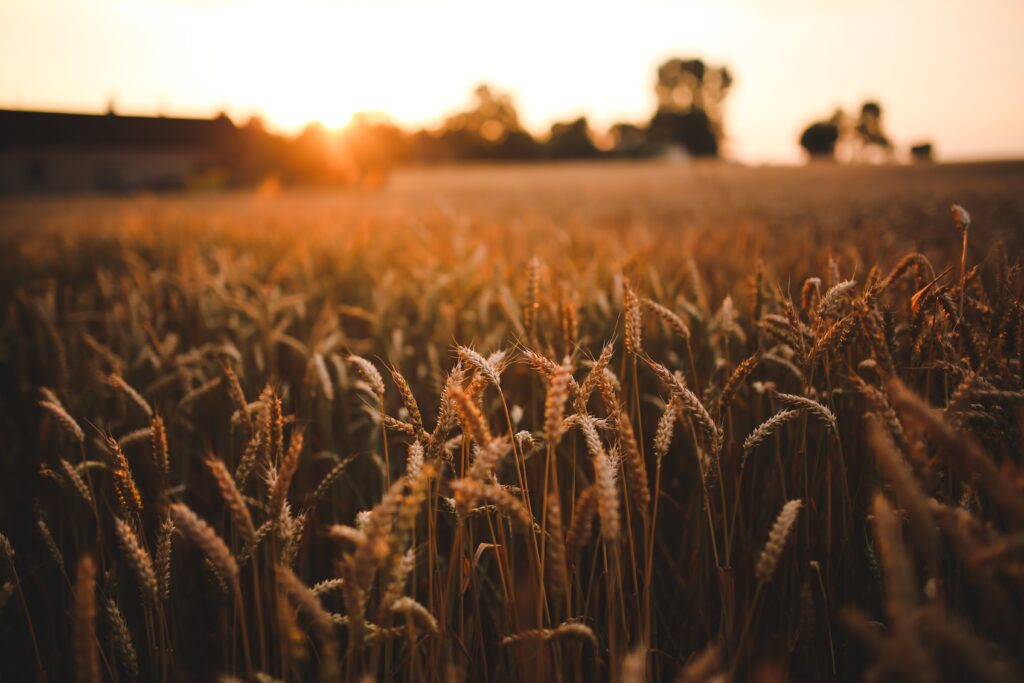 Agriculture Field Grain 5980