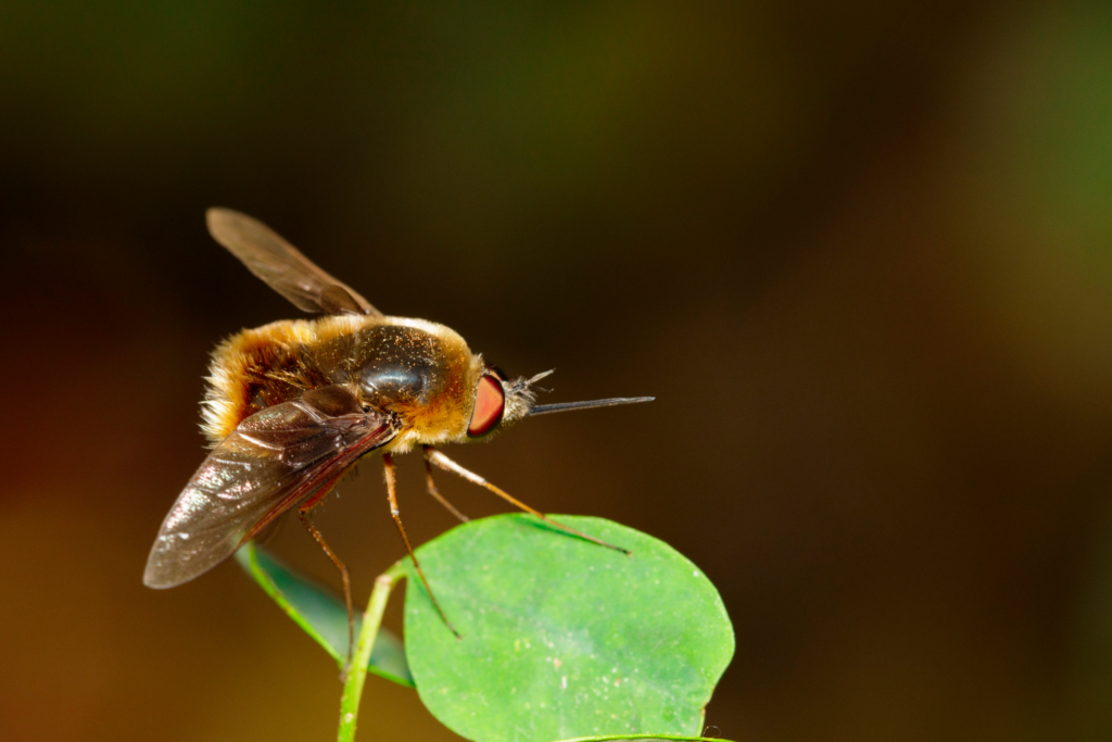 Bee Fly