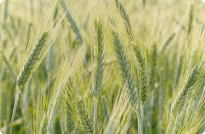 Crop Specific